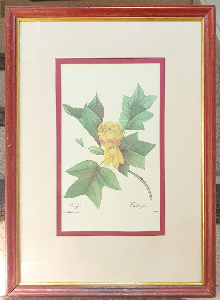 Botanical Print Tulip Tree or Culipier by Redoute