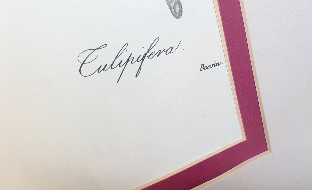 Botanical Print Tulip Tree or Culipier by Redoute