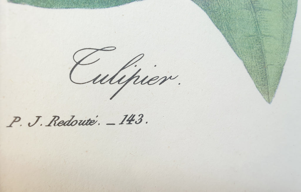 Botanical Print Tulip Tree or Culipier by Redoute