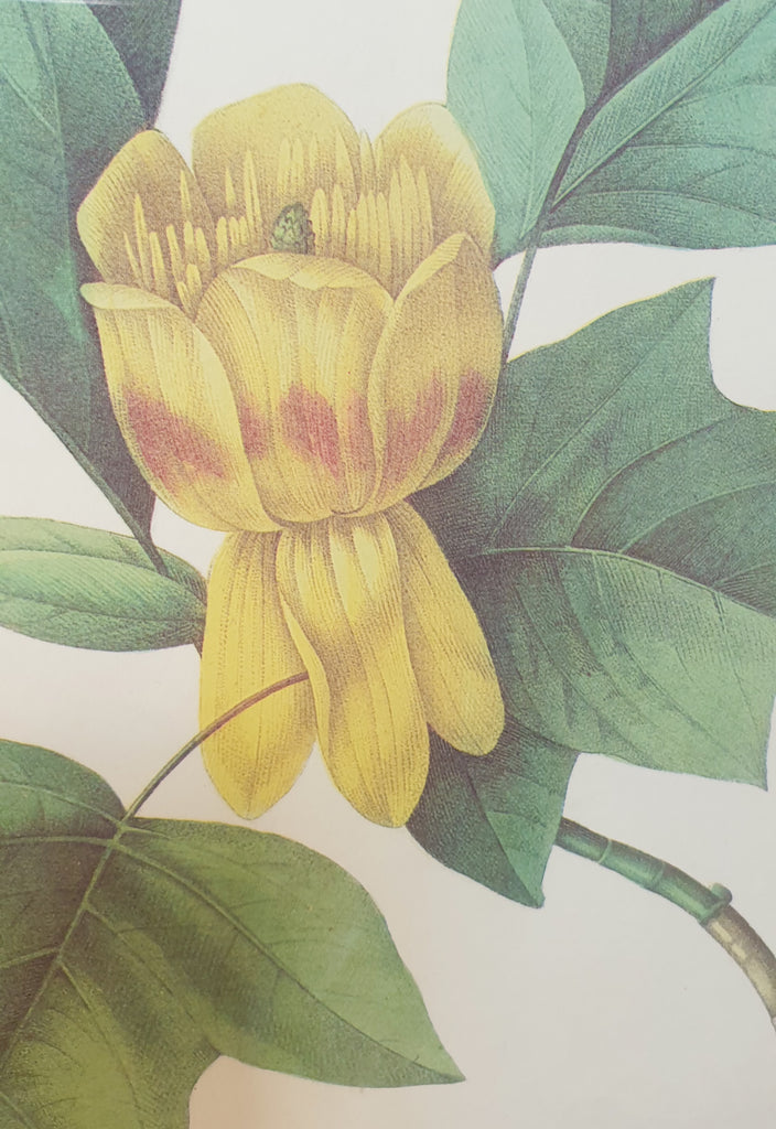 Botanical Print Tulip Tree or Culipier by Redoute