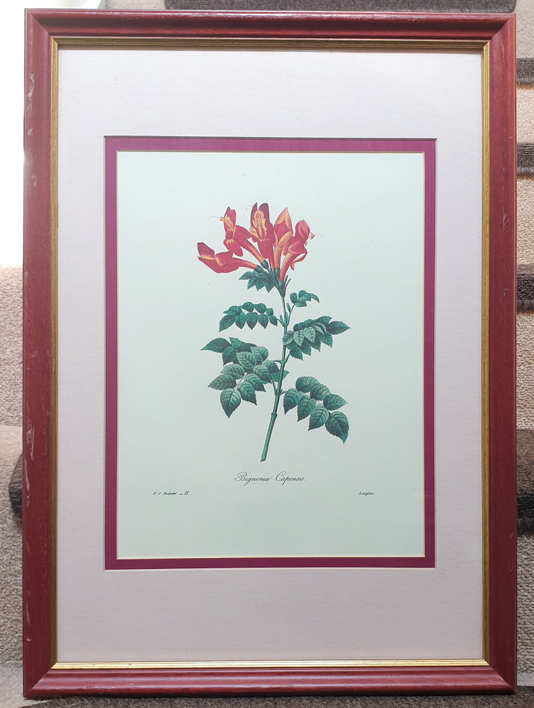 Botanical Print Bignonia Capensis by Redoute