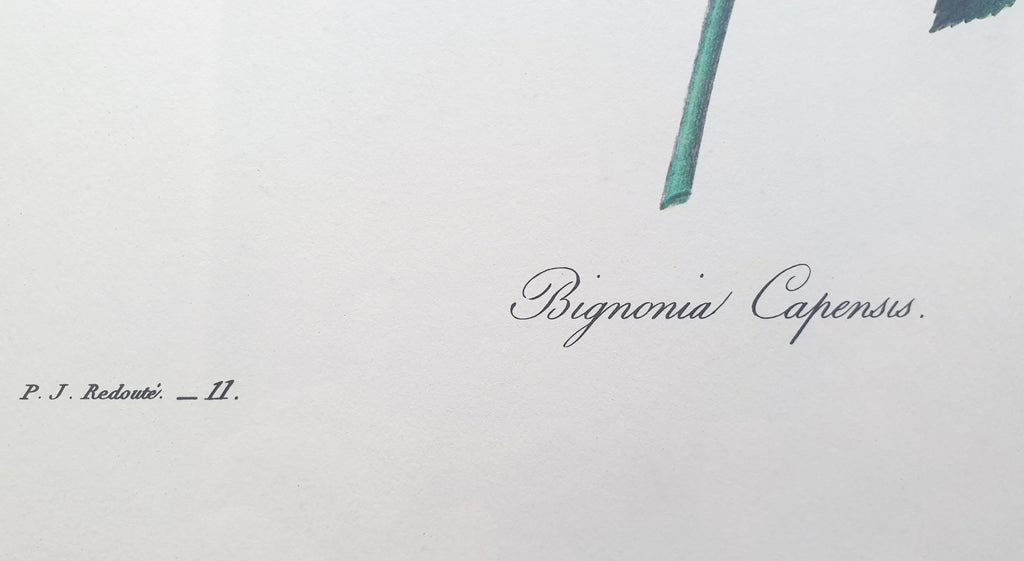 Botanical Print Bignonia Capensis by Redoute