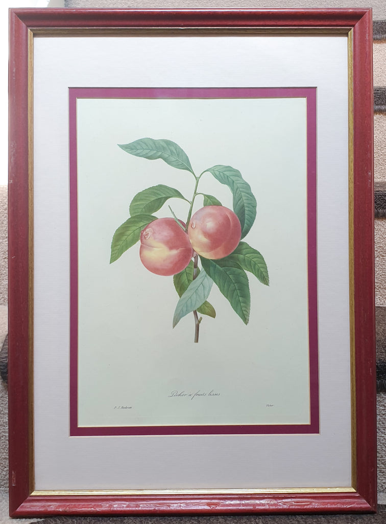 Botanical Print Peaches by Redoute