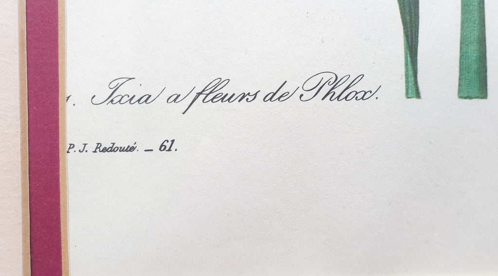 Botanical Print Ixia a fleurs de Phlox by Redoute