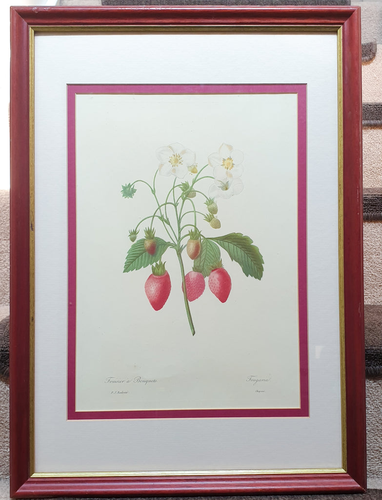 Botanical Print Strawberries by Redoute