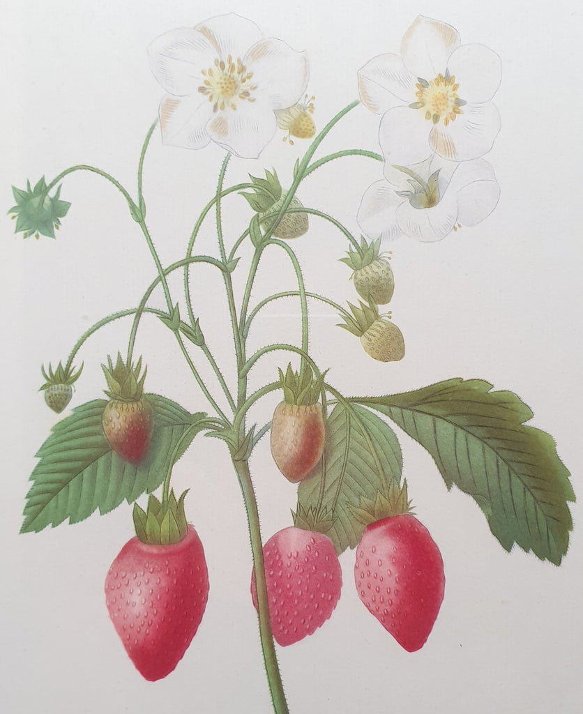 Botanical Print Strawberries by Redoute