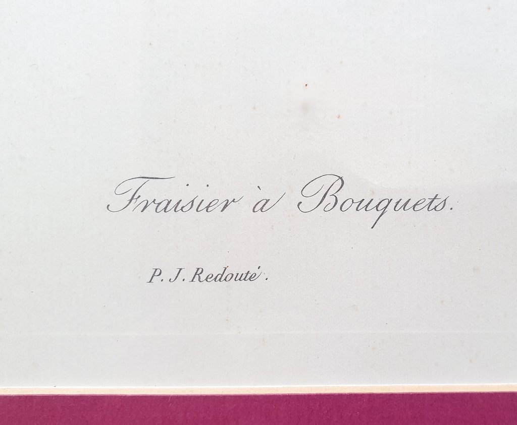 Botanical Print Strawberries by Redoute