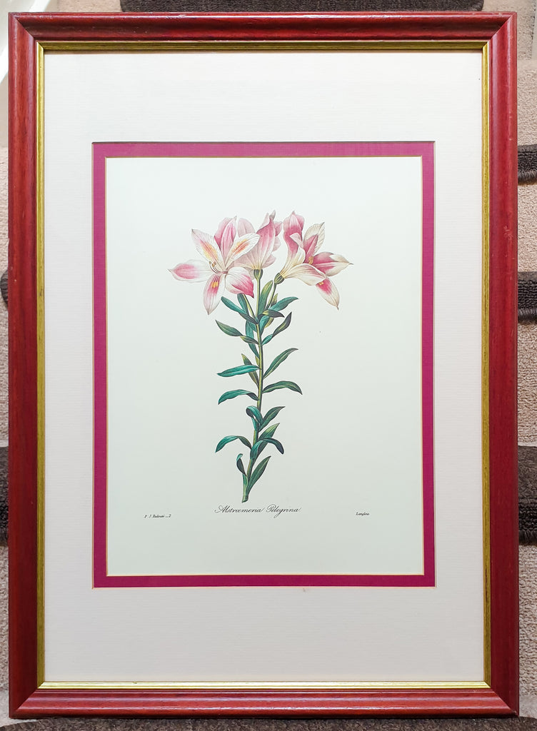 Botanical Print Alstroemeria Pelegrina by Redoute