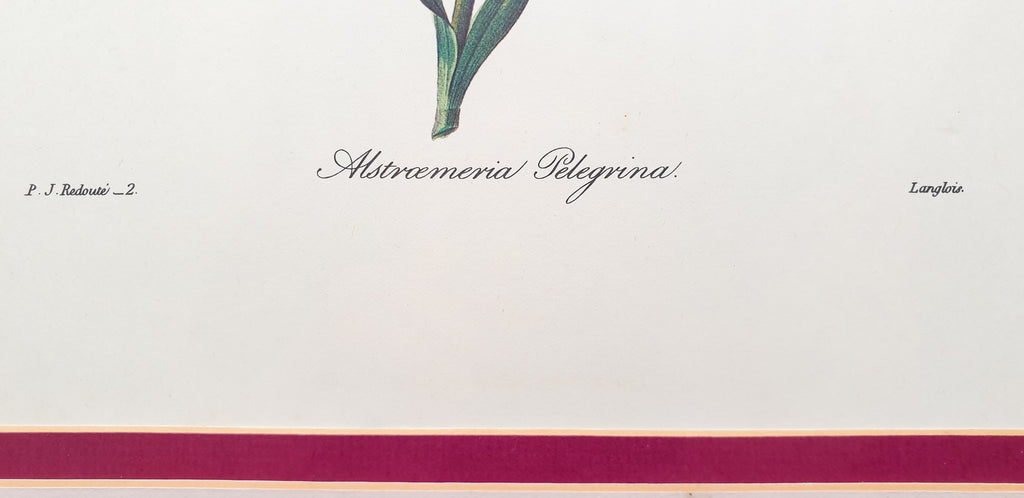 Botanical Print Alstroemeria Pelegrina by Redoute