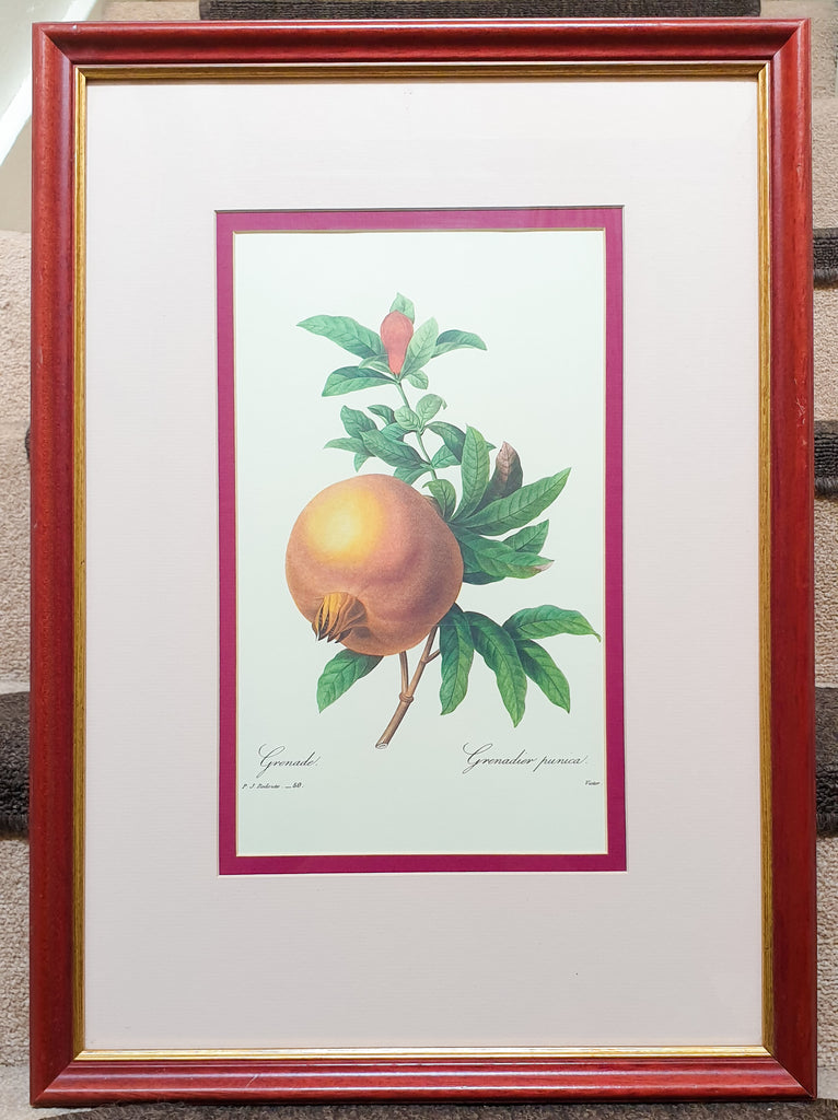 Botanical Print Pomegranate or Grenadier Punica by Redoute