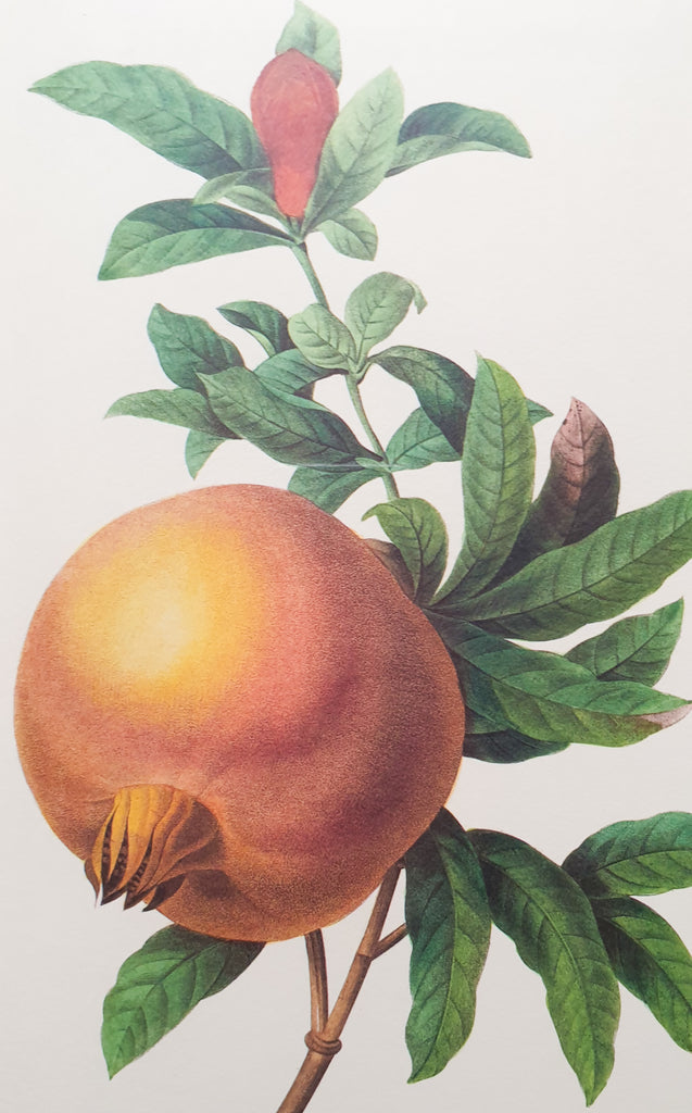 Botanical Print Pomegranate or Grenadier Punica by Redoute