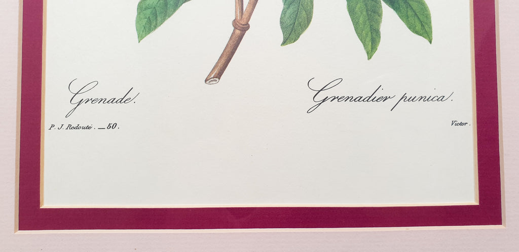 Botanical Print Pomegranate or Grenadier Punica by Redoute