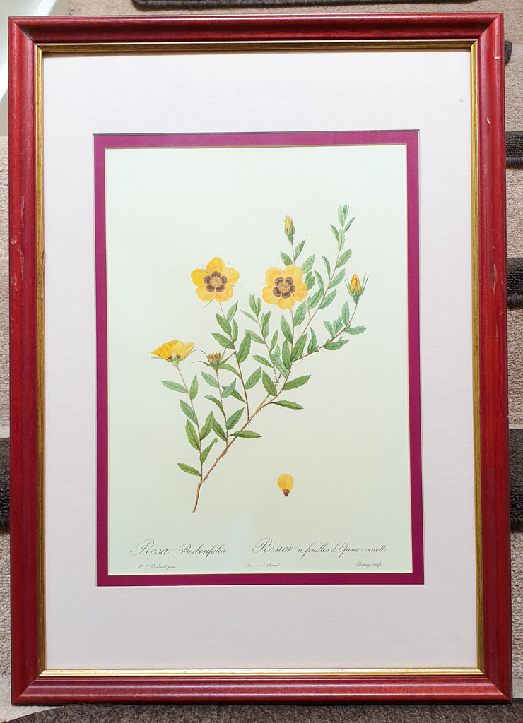 Botanical Print Rosa Berberifolia by Redoute