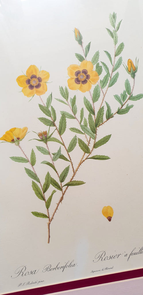 Botanical Print Rosa Berberifolia by Redoute