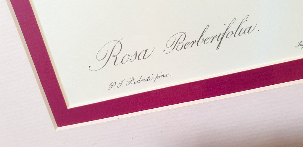 Botanical Print Rosa Berberifolia by Redoute
