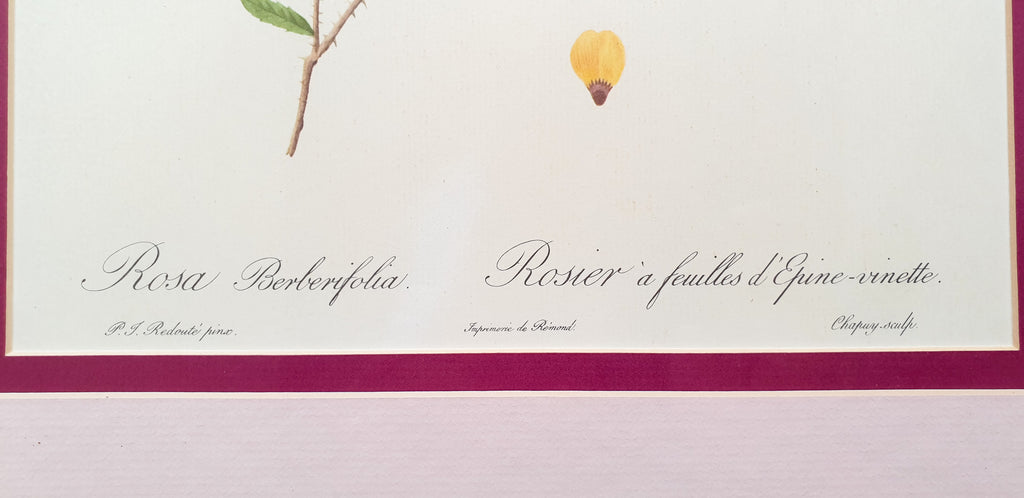 Botanical Print Rosa Berberifolia by Redoute