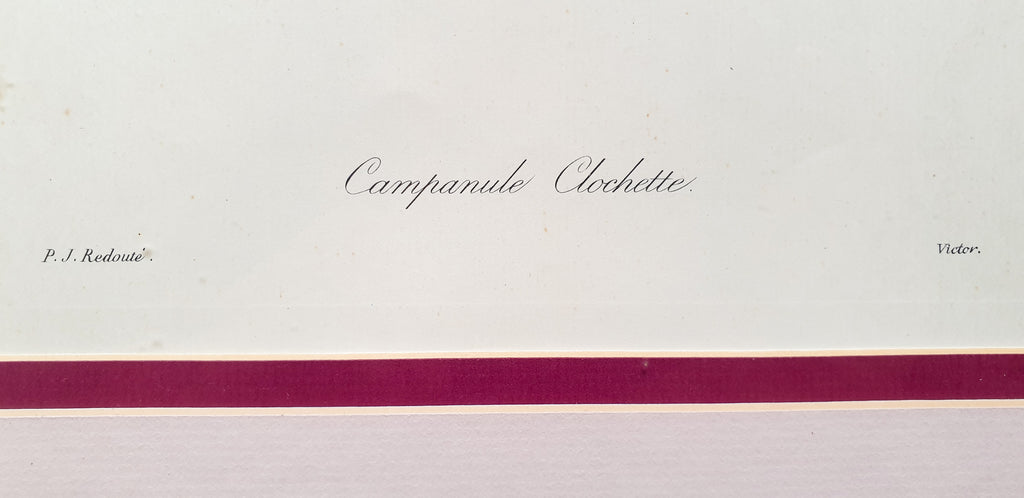 Botanical Print Campanule Clochette by Redoute