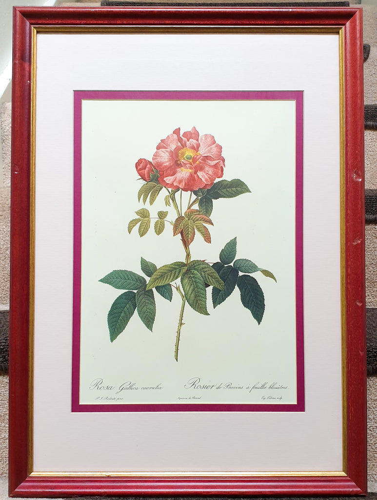 Botanical Print Rosa Gallica by Redoute