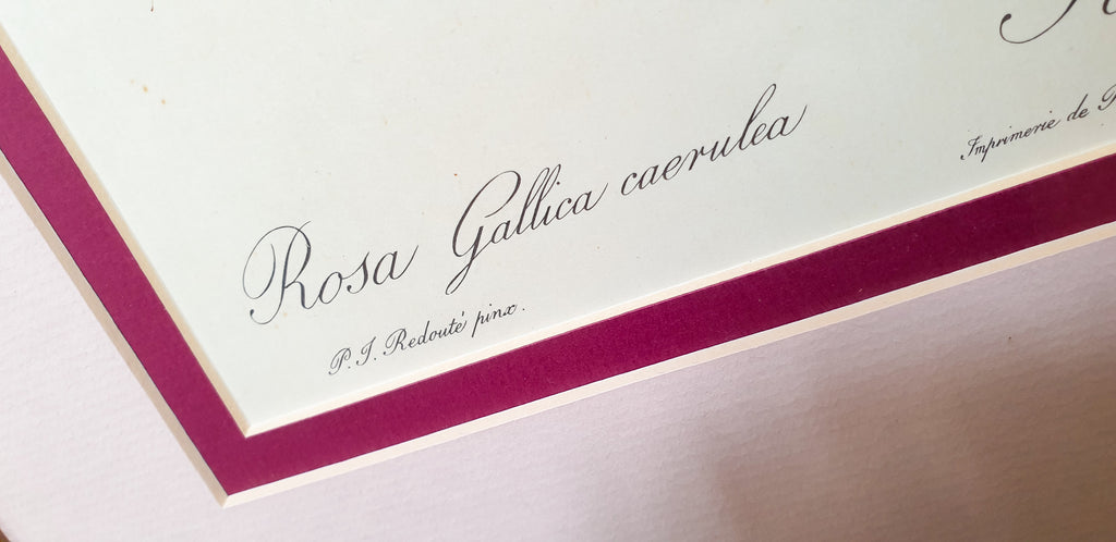 Botanical Print Rosa Gallica by Redoute