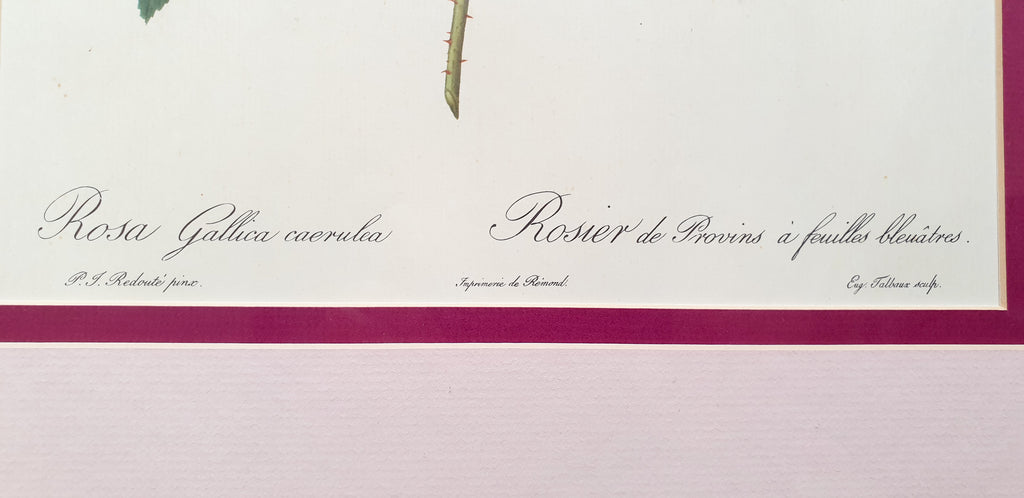 Botanical Print Rosa Gallica by Redoute
