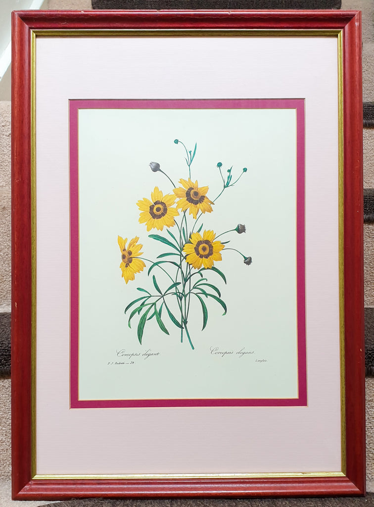 Botanical Print Corcopsis Elegant by Redoute