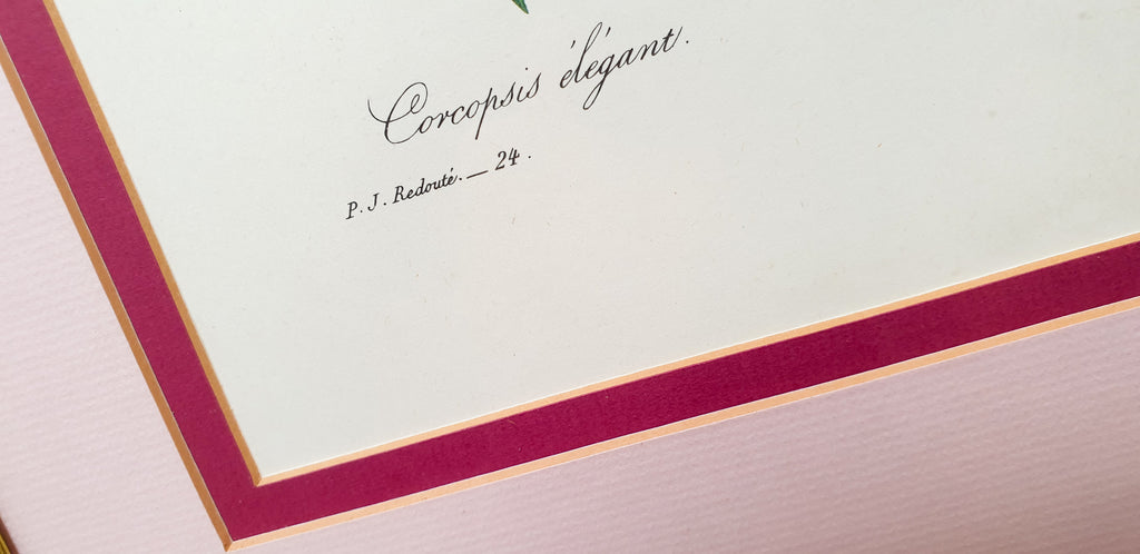Botanical Print Corcopsis Elegant by Redoute