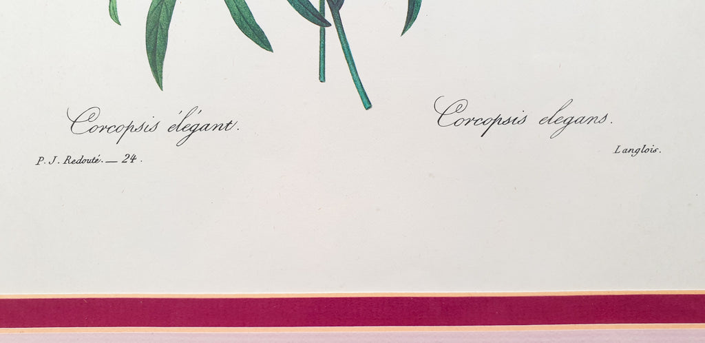 Botanical Print Corcopsis Elegant by Redoute