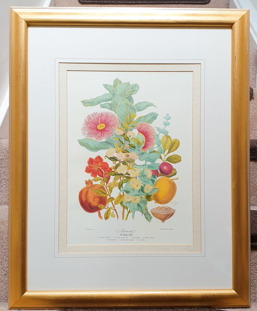 Large Botanical Print The Myrtle Tribe