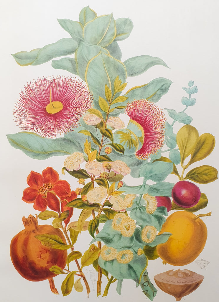 Large Botanical Print The Myrtle Tribe