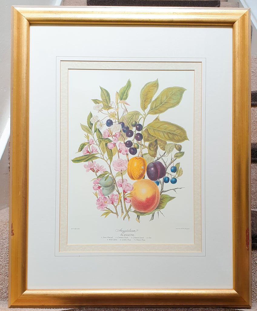 Large Botanical Print The Almond Tribe