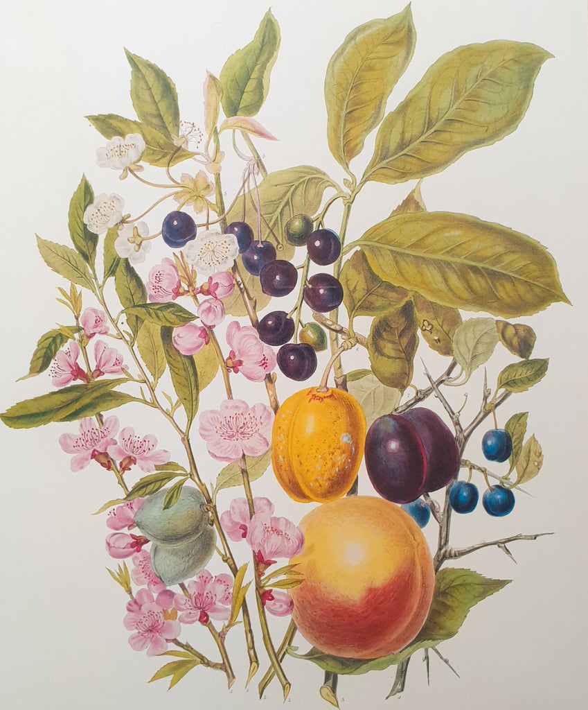Large Botanical Print The Almond Tribe