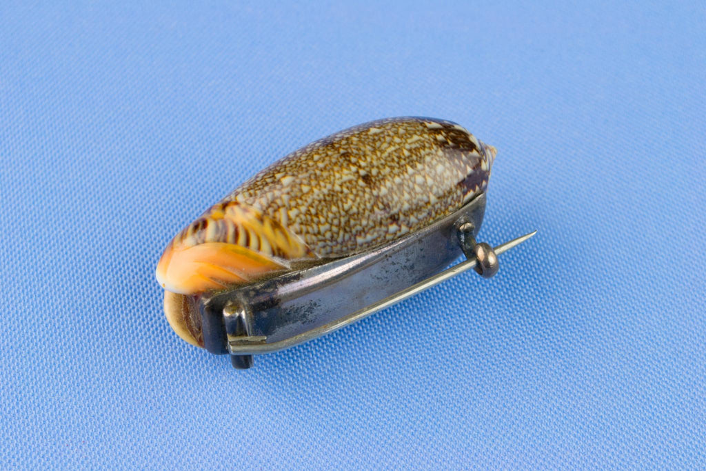 Victorian Conch Shell Brooch, English Circa 1900